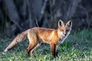 Thornton Prints: Red Fox (Vulpes vulpes), Thornton, Ontario, Canada