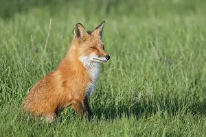 Thornton Prints: Red Fox (Vulpes vulpes), Thornton, Ontario, Canada