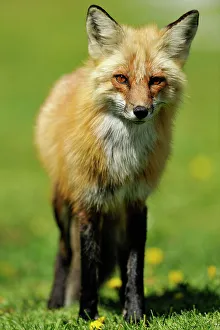 Curious Prints: Red fox (Vulpes vulpes). Wanup, Ontario, Canada