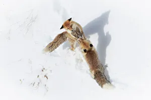 Fighting Prints: Red foxes fighting in Spiti Valley, Himachal Pradesh, india