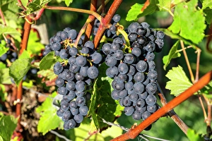 Ahr Valley Prints: Red grapes near Mayschoss, Ahr valley, Eifel, Rhineland-Palatinate, Germany