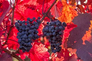 Images Dated 24th November 2020: Red grapes on the Vineyard, Southwest Wine Route, Rhineland-Palatinate, Germany