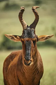 African Wildlife Gallery: Red Hartebeest, Addo Elephant National Park, Eastern Cape, South Africa
