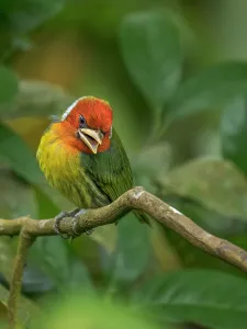 Songbirds Prints: Red-headed Barbet (Eubucco bourcierii), Cloud Forest region, Alajuela Province, Costa Rica