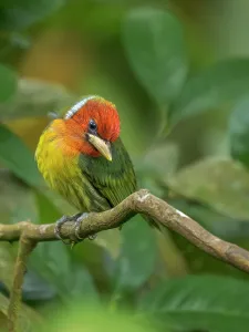Songbird Prints: Red-headed Barbet (Eubucco bourcierii), Cloud Forest region, Alajuela Province, Costa Rica