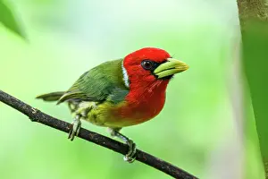 Avian Prints: Red-headed barbet (Eubucco bourcierii)