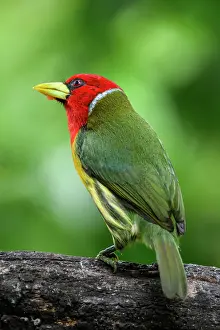 Avian Prints: Red-headed barbet (Eubucco bourcierii)