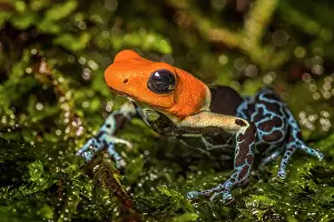 Captive Bred Prints: Red Headed Poison Dart Frog (Ranitomeya fantastica) - captive bred