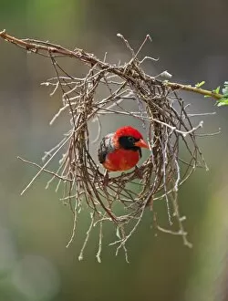 African Bird Gallery: A red-headed Weaver building its nest