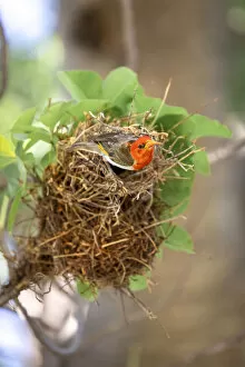 Images Dated 26th March 2021: Red Headed Weaver on a nest, Nxai Pan National Park, Botswana