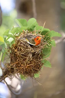 Red Headed Weaver on a nest, Nxai Pan National Park, Botswana Red Headed Weaver on a nest, Nxai Pan National Park, Botswana