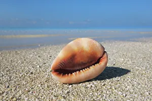 Maldives Gallery: Red helmet shell - Maldives, South Male Atoll, Mahaanaelhihuraa - Rihiveli