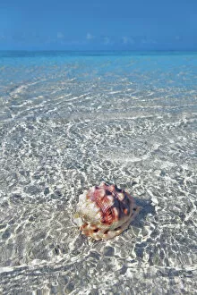 Maldives Gallery: Red helmet shell in tropical lagoon - Maldives, South Male Atoll