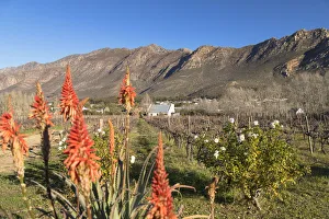 Montagu Prints: Red hot poker flowers in vineyard, Montagu, Western Cape, South Africa