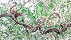 Leaves Gallery: Red hybrid between eulemur macaco e Eulemur coronatus in Palmarium reserve, Madagascar