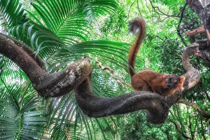 Images Dated 31st January 2020: Red hybrid between eulemur macaco e Eulemur coronatus in Palmarium reserve, Madagascar