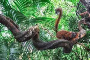 Red hybrid between eulemur macaco e Eulemur coronatus in Palmarium reserve, Madagascar