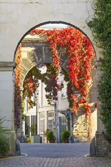 Red ivy over arch in a mews street in Kensington, London, England, UK