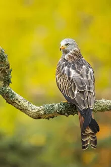Red Kite (Milvus milvus) (C) perched on branch with autumn colour behind, Hampshire