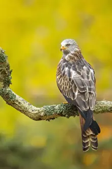 Hampshire Prints: Red Kite (Milvus milvus) (C) perched on branch with autumn colour behind, Hampshire