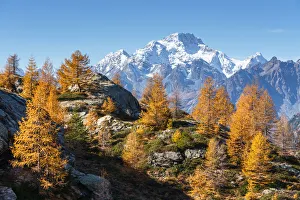 Larch Prints: Red larches with snowy Mount Disgrazia in the background, Malenco Valley, Valtellina