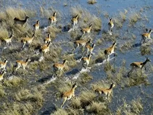 Wild Animals Gallery: Red lechwe cross a flood plain in the Okavango Delta