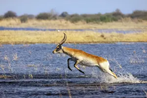 Jumping Prints: Red Lechwe jumping through water, Moremi Game Reserve, Okavango Delta, Botswana