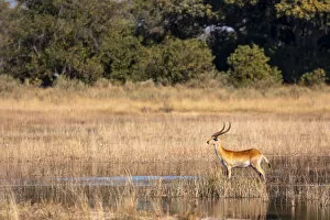 Images Dated 17th June 2021: Red Lechwe, Okavango Delta, Botswana