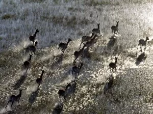 Aerial Photography Gallery: Red Lechwe rush across a shallow tributary of the Okavango
