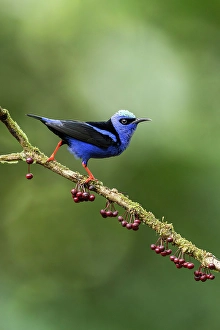 Costa Rican Prints: Red-legged Honeycreeper (Cyanerpes cyaneus), male, Lowland rainforest, Costa Rica