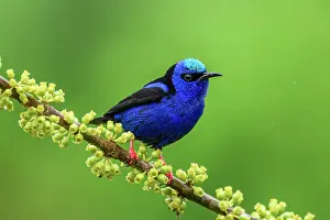 Males Prints: Red-legged honeycreeper (Cyanerpes cyaneus)
