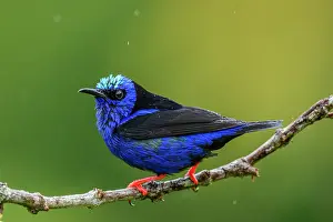 Males Prints: Red-legged honeycreeper (Cyanerpes cyaneus)