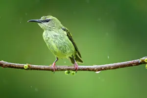 Females Prints: Red-legged honeycreeper (Cyanerpes cyaneus)