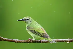 Females Prints: Red-legged honeycreeper (Cyanerpes cyaneus)