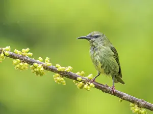 Rainforests Prints: Red-legged Honeycreeper (Cyanerpes cyaneus) female