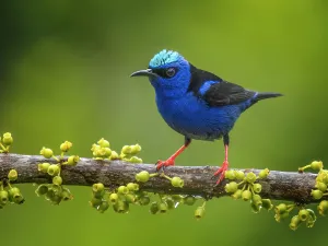 Rainforests Prints: Red-legged Honeycreeper (Cyanerpes cyaneus) male