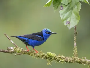 Songbird Prints: Red-legged Honeycreeper (Cyanerpes cyaneus) male