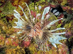 Reef Fish Prints: Red Lionfish (Pterois volitans) also known as the Common Lionfish is a highly invasive species in the Caribbean Sea