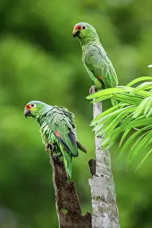 Perched Prints: Red-lored parrot (Amazona autumnalis)