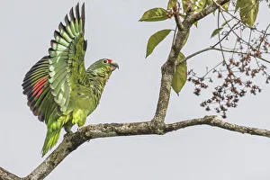 Pura Vida Prints: Red-lored Parrot (Amazona autumnalis), Costa Rica