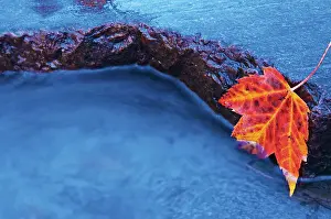 Acer Rubrum Prints: Red maple leaf on rock, Chikanishing River Killarney Provincial Park, Ontario, Canada