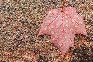 Maple Prints: Red maple leaf on rock in rain (Acer rubrum) Indian Brook, Nova Scotia, Canada