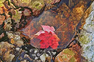 Seasons Prints: Red maple leaves (Acer rubrum) at Hatchery Falls in autumn, Near Rosseau, Ontario, Canada