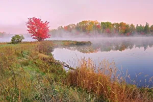 Autumn Color Prints: A red maple tree (Acer rubrum) in morning fog on the shore of St