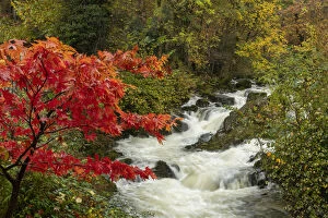 Stream Gallery: Red Maple Tree by Rydale Beck, Lake District National Park, Cumbria, England