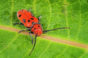 Beetles Prints: Red Milkweed Beetle (Tetraopes tetrophthalmus), Thornton, Ontario, Canada