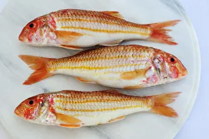 Images Dated 13th October 2011: Red mullets. Portugal