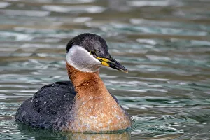 Toronto Prints: Red-necked Grebe (Podiceps grisegena), Ontario, Canada