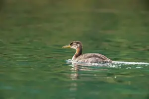 Wildlife Viewing Prints: Red-necked grebe (Podiceps grisegena) Autumn plumage