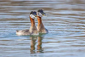 Toronto Prints: Red-necked Grebe (Podiceps grisegena) exhibiting courtship behaviour, Ontario, Canada